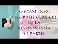 ¿Cómo funciona la acupuntura ?: Mecanismos neurofisiológicos de la acupuntura ( 1 parte)