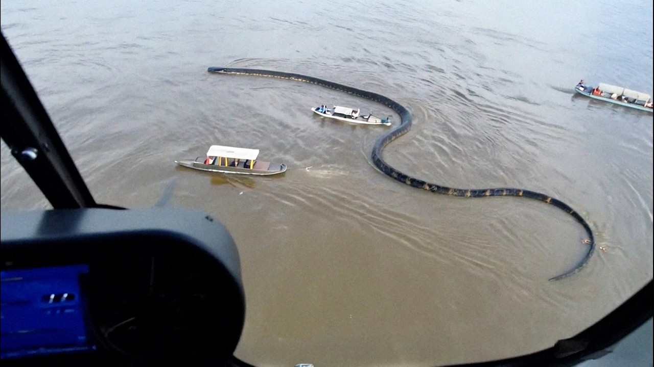 世界の巨大生物20選！ カメラが捉えた驚異の実在映像！