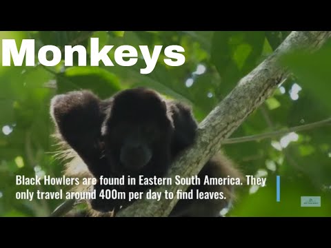 Meet the New World Monkeys