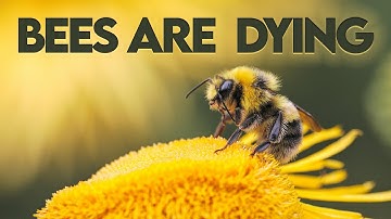 Bees in Crisis: The Fight to Save Our Pollinators | Documentary