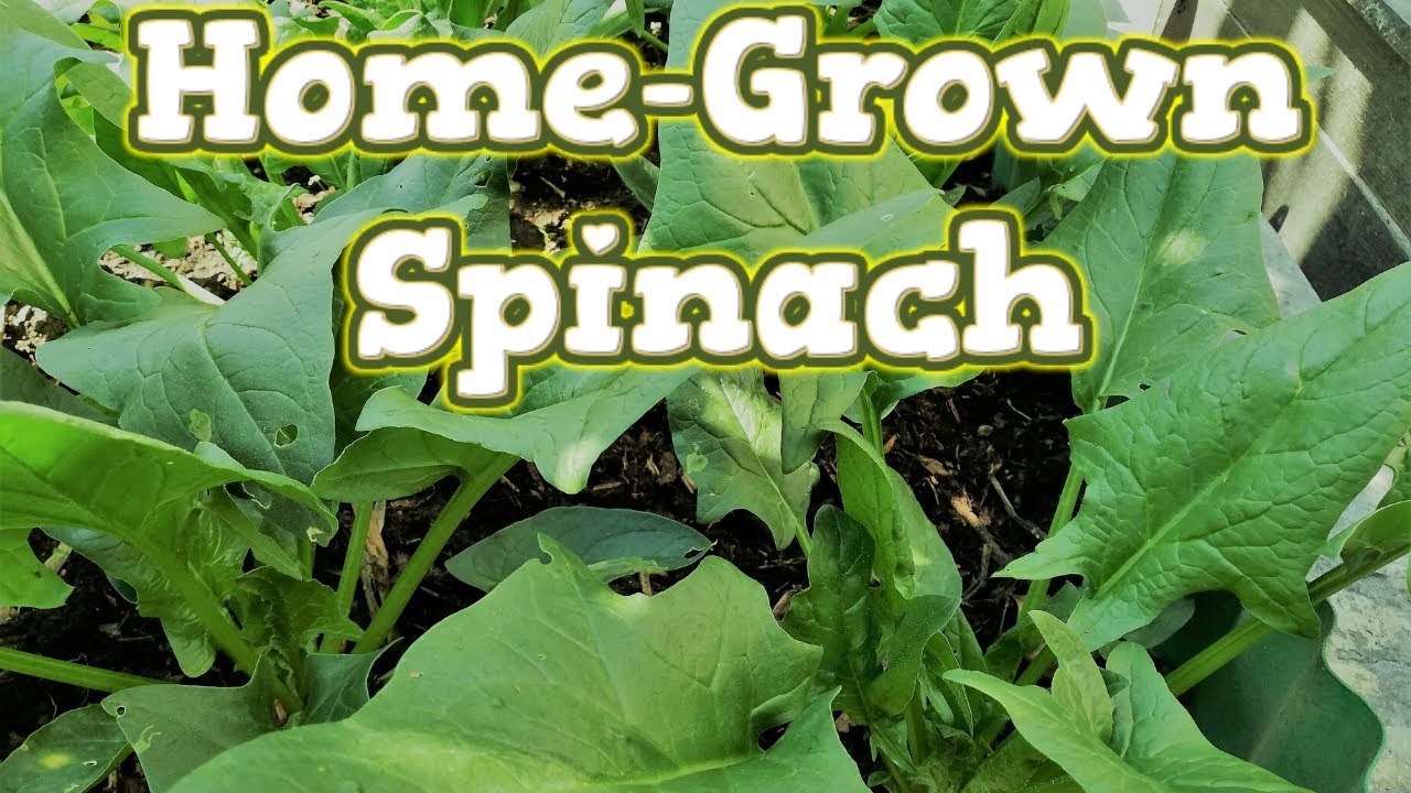 How to Grow Spinach from Seeds | Grow Organic Spinach - YouTube