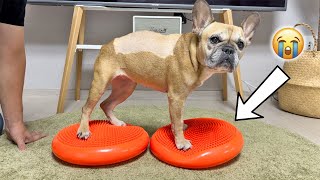 THIS WAS HARD...How Can We Help Our Dog Walk Again? by Griffin Frenchie 101,560 views 4 months ago 8 minutes, 4 seconds