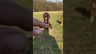 Cocker spaniel training