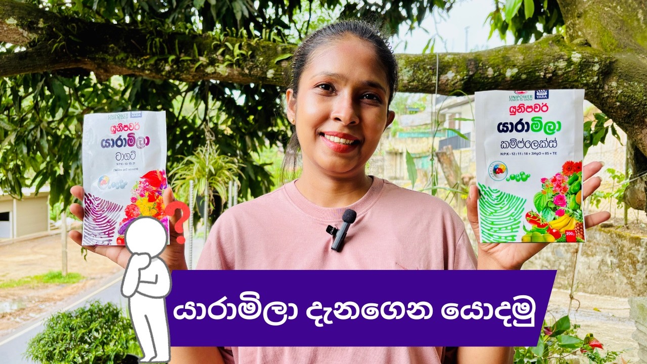 How to use YaraMila fertilizer correctly/යාරමිලා පොහොර යොදන ආකාරය සිංහල/Fertilizer Tips Sinhala 2026
