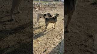 Karadayi Bak Git Sabrımı Zorlama Diyor Kral Dayı Durmuyor Resimi