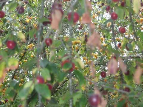 Vidéo: Ternoslum (18 Photos) : Soin Des Prunelliers Pruniers, Description D'un Hybride De Prunelliers Et Pruniers. Variétés De Bois. Taille à L'automne. En Quoi Est-ce Différent Du Virage