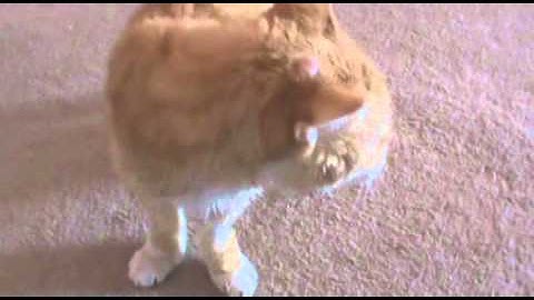 Catnip Mouse Video.wmv