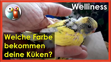 Welche Farbe haben männliche Wellensittiche?