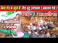 पैरा मशरूम उगाने की पूरी जानकारी।पैरा पुटू कैसे उगाते है।Paddy Straw Mushroom Cultivation। Pairaputu