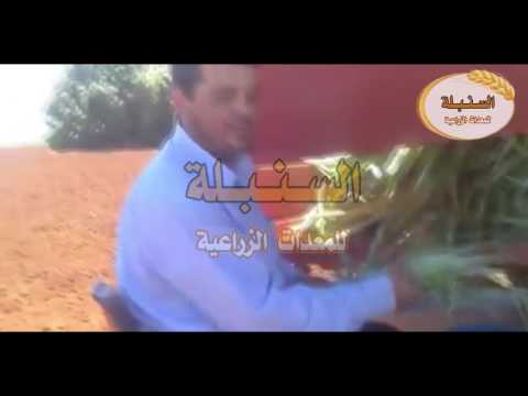 شاهد كيف يتم زراعة فاكهة الأناناس بالطرق الحديثة