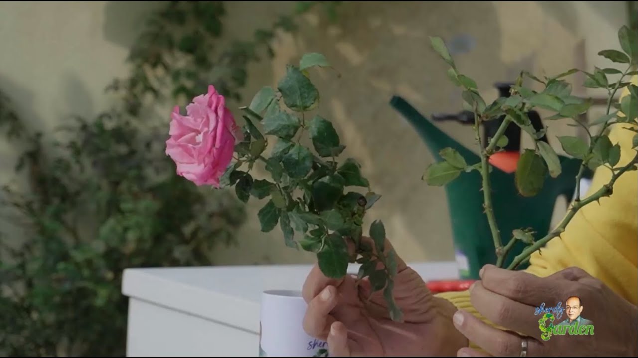 الورد البلدي و أنواعه الحلقة الثانيه مع شردي جاردن