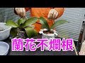 【 DIY寶特瓶】種蘭花不爛根的好方法
