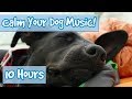 Comment calmer votre chien down music