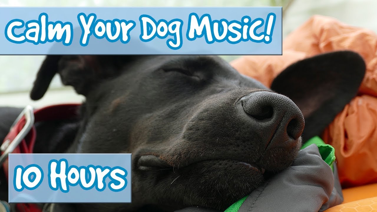 music for dogs to calm them down