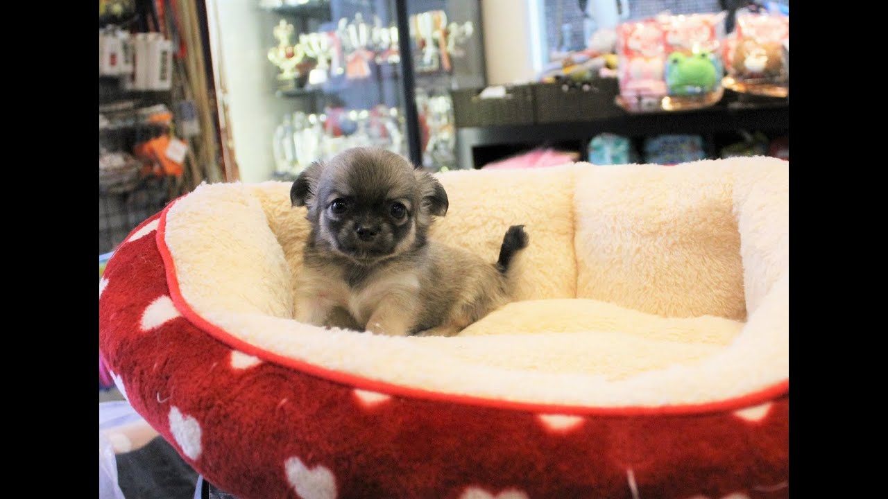 チワワ子犬販売情報 優良ブリーダーの子犬販売 パスレルワン