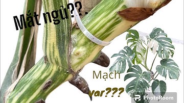 Mắt ngủ là gì, chồi là gì, mạch var là gì?. Cách để lựa chọn 1 cây monstera var đẹp 🪴