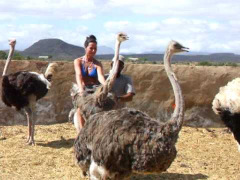 ostrich riding in south africa - carole rich