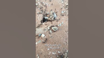 سوره النمل القارئ الشيخ ريان المحيسني تلاوة خاشعة #القرآن_الكريم #صلوا_على_النبي