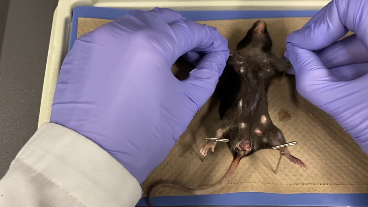 BIO153 Mouse Anatomy
