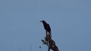 Black Butcherbird ( Cracticus quoyi ) singing