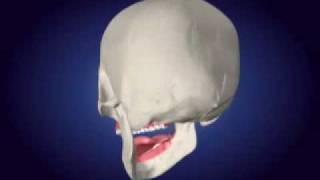 Skull animation.f4v
