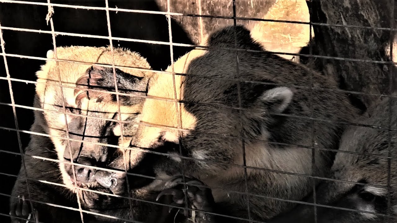 Что за шум, а драки нет? Коати любят виноград! What's the noise, there ...