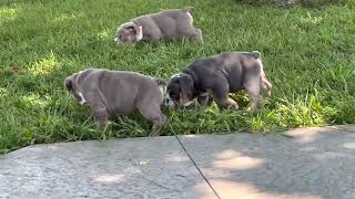 Bulldog puppies playing gotcha by siessranch1 355 views 10 months ago 1 minute, 9 seconds