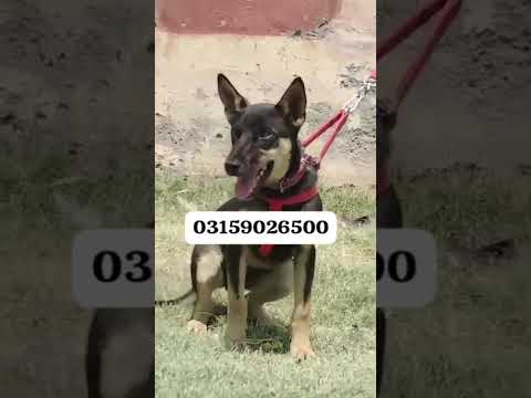German shepherd for sale +92 315 9026500