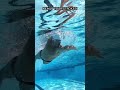 Swim for weight loss! Want to burn fat without wrecking your joints? 👇