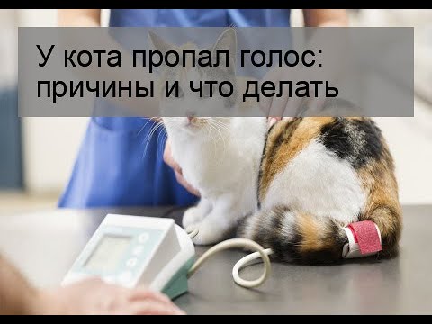 У кота пропал голос: причины и что делать