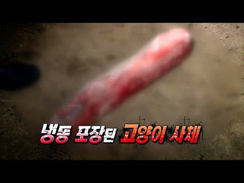 극악무도 &rsquo;고양이 불법 도축현장&rsquo;의 충격적인 실체! @TV 동물농장 20150524