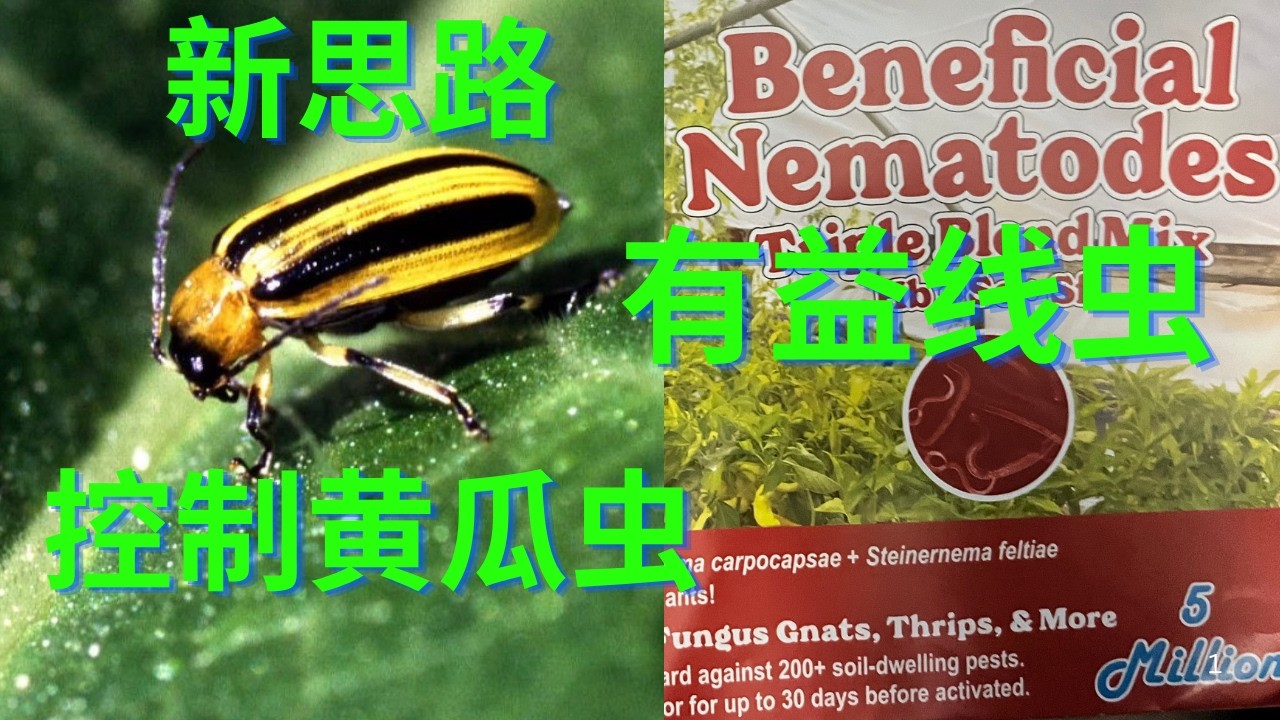 中国　茶壷　瓜と黄金虫 黄瓜虫猖獗,我决定试试接种线虫(会有用吗?) try a new way to control