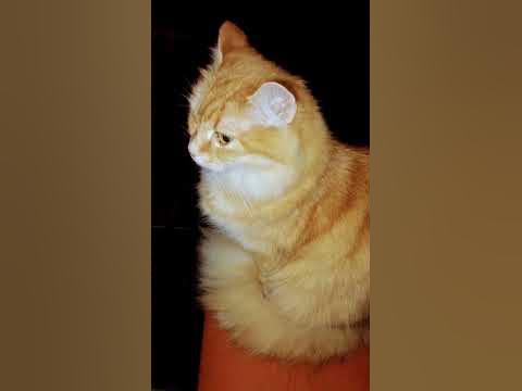 Мудрая Мурка ️💯#кішка #кошка #кот #кошки #харків #украина #кошкавдоме ...
