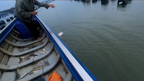 đi kéo câu giăn dính toàn là cá út cá đù/ bữa cơm cùng gia đình gia đình (lê nghĩa cần giờ)