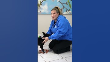 Use THIS Tool To STOP Puppy Biting