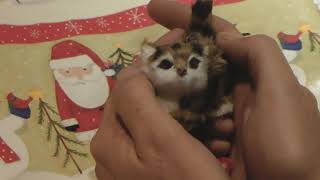 Lynx Hybrid - Tea Cup Kitten - Merry Christmas by lynxhybrid 538 views 6 years ago 30 seconds