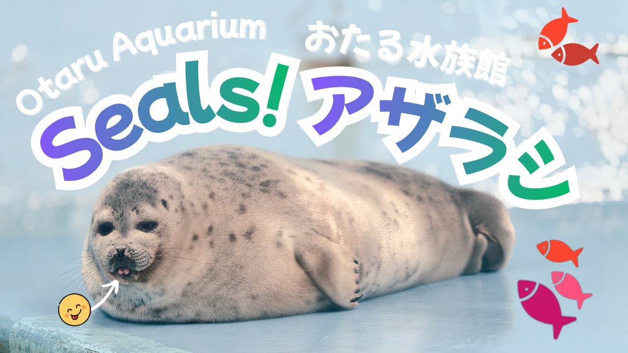 Otaru Aquarium Seals! Ringed, Spotted, Bearded, & Sea Lions! / 小樽水族館アザラシ特集 ゴマフ・ゼニガタ・オットセイ! 🦭🐟🐦‍⬛🌊