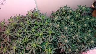 21++++ONLY!!! Flowering progress.