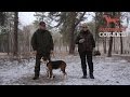Охотничьи собаки. 29 серия. Финская гончая