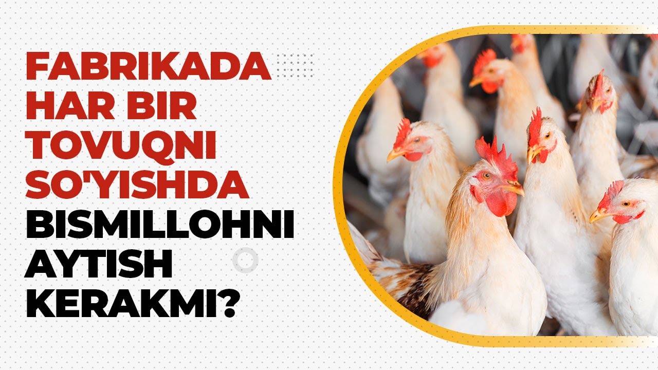 Fabrikada har bir tovuqni so'yishda bismillohni aytish kerakmi? | Shayx Sodiq Samarqandiy