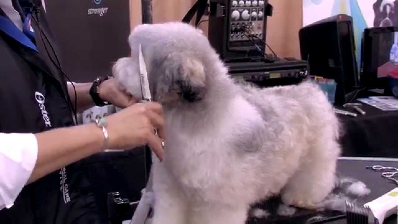 45+ Maltese Haircuts Teddy Bear