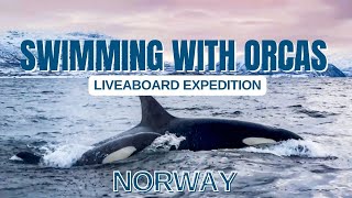 Swimming with Orcas in Norway on a 6 days Liveaboard Expedition with Orca Norway  November 2023