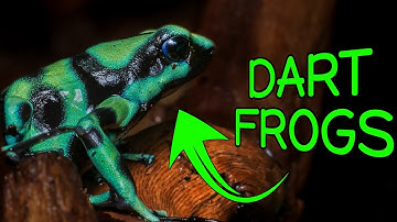 Poison Dart Frog Unboxing & BIOACTIVE Enclosure Build