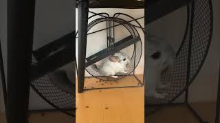 Chinchilla Enjoys Running On Its Wheel