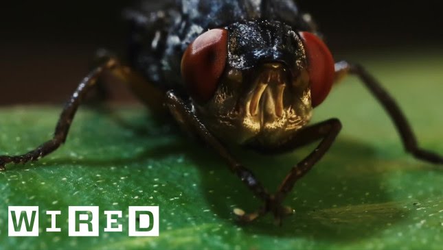 This Is A Botfly. Its Horrific Larvae Grow And Feed In Human Flesh | Absurd Creatures