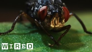 This Is a Botfly. Its Horrific Larvae Grow and Feed in Human Flesh | Absurd Creatures thumbnail