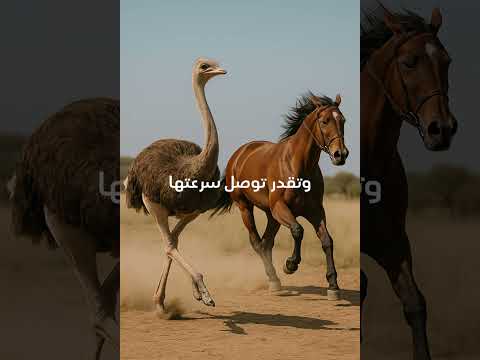 أسرع من الحصان وبيضتها تزن كيلو ونصف حيوانات