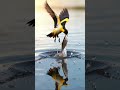 Amazing bird 😳😱 #wildlife #birds #nature #shortvideo #shorts