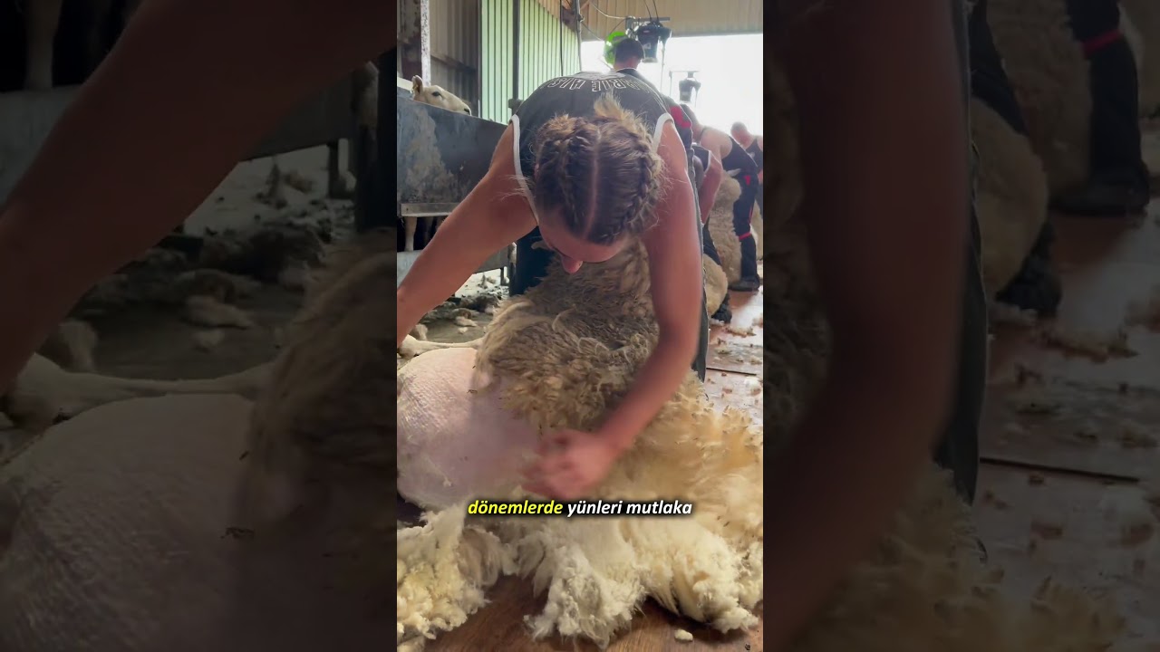 Koyunların Tüylerini Kesmezseniz Ne Olur ? ✂️🐑