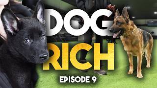 Our puppies are too expensive?  Dog Rich Episode 9